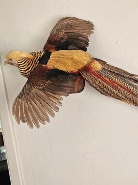 Golden Pheasant Taxidermy Art